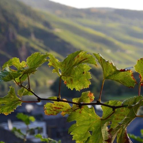 Weingut Erbes-henn Guest house *