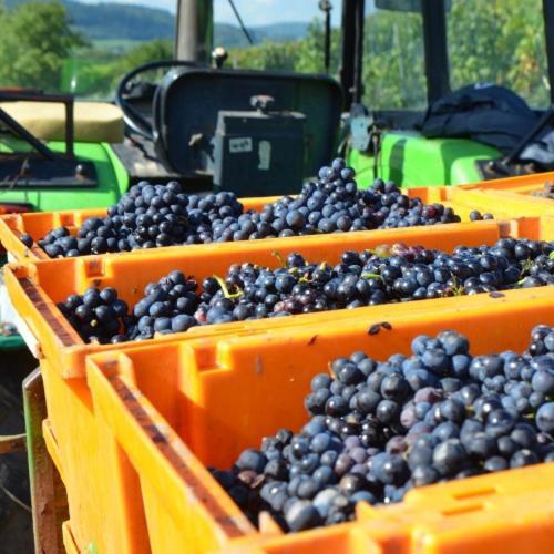 Weingut Erbes-henn Гостевой дом Ирциг