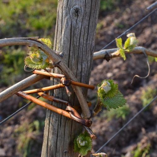 Guest house Weingut Erbes-henn *